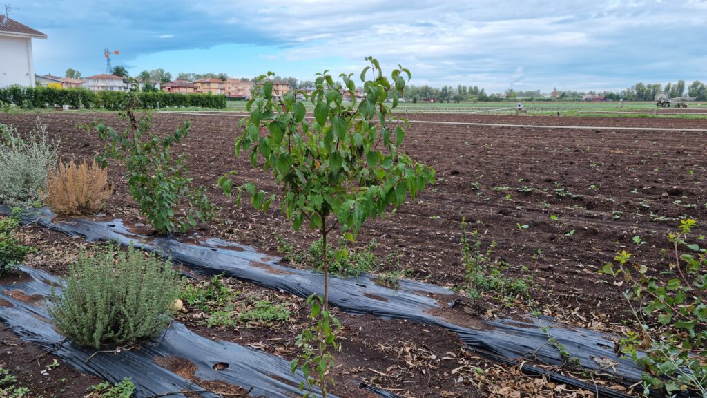 Piante che favoriscono la presenza degli impollinatori messe a dimora vicino ad un campo