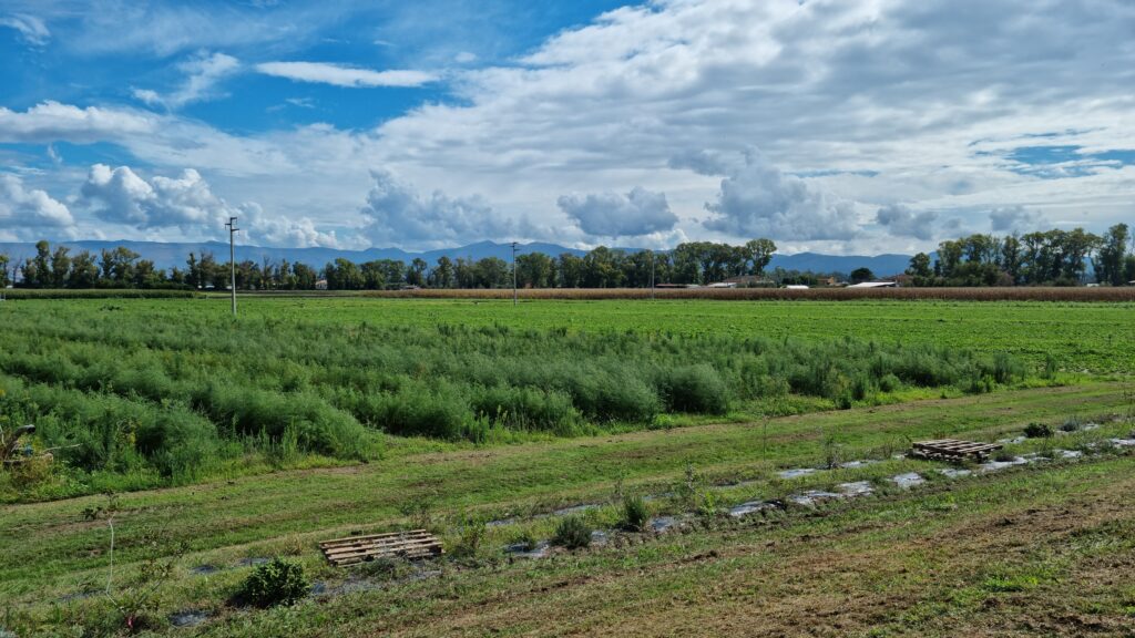 campo di asparagi con monti sullo sfondo in agro pontino