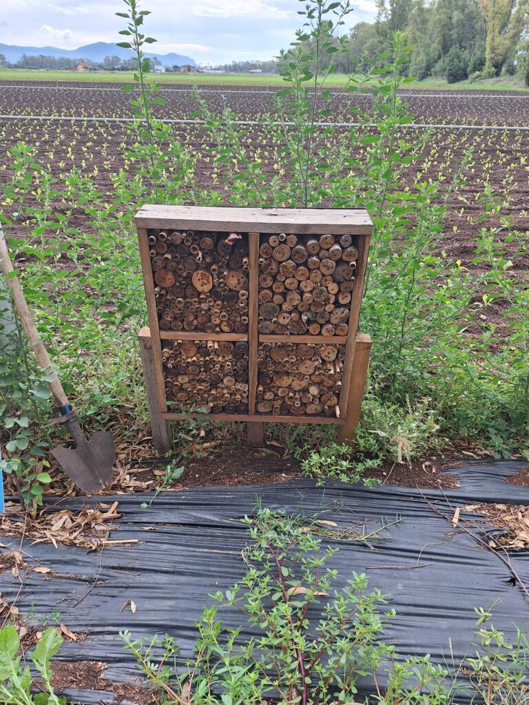 Dimostrazione di Bee hotel - rifugio per impollinatori 